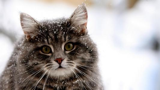 猫在雪高清壁纸