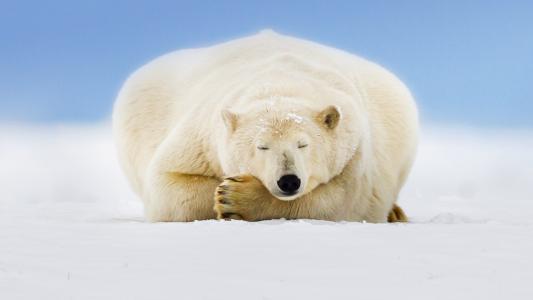 睡觉北极熊高清壁纸