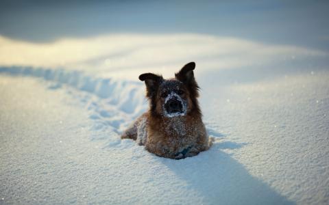 在雪壁纸的狗
