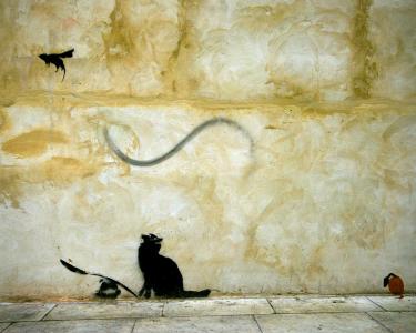 猫涂鸦壁纸