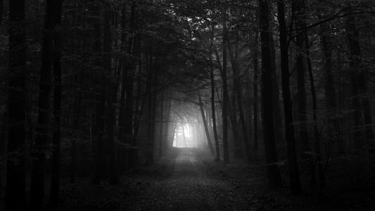 黑色和白色的黑暗森林高清壁纸