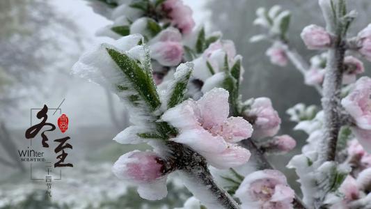 传统节气冬至结冰植物摄影