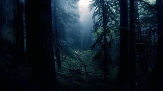 黑暗的森林高清壁纸