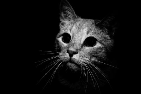 猫在黑色和白色的壁纸