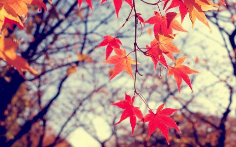 秋季场景红叶壁纸