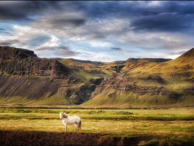 冰岛风景和白马壁纸