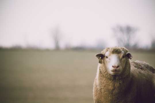草地上的美利奴羊