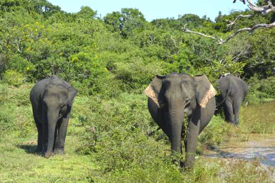树林里的非洲象