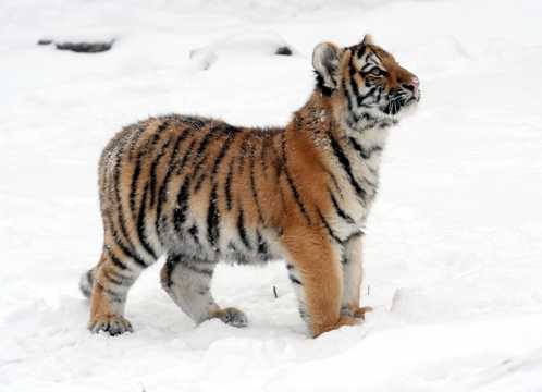 雪地上的西伯利亚虎