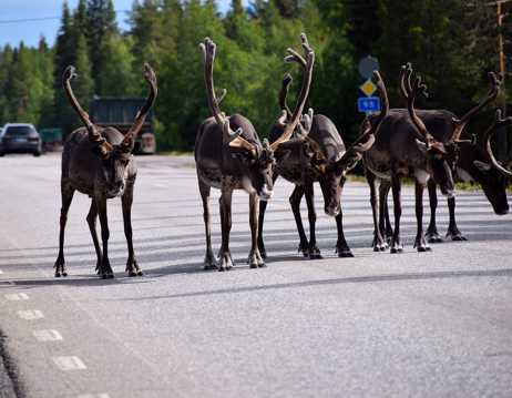 公路上的一群驯鹿