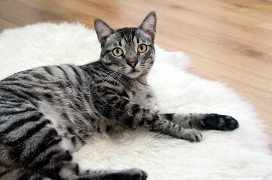 地毯上的埃及猫