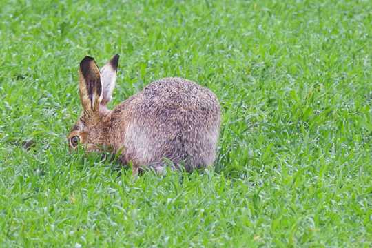 灰色野兔吃草图片