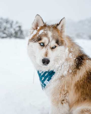 寒雪中的萌宠狗图片