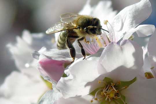 花草上采蜜的蜜蜂图片