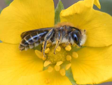 采花蜜的蜜蜂