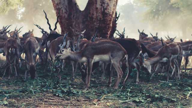 印度黑羚图片