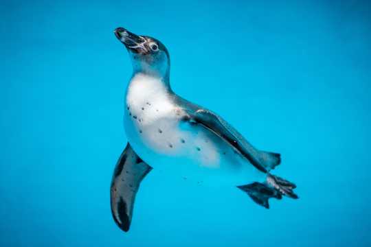 游泳的企鹅