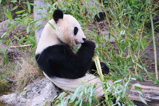 熊猫吃竹子图片