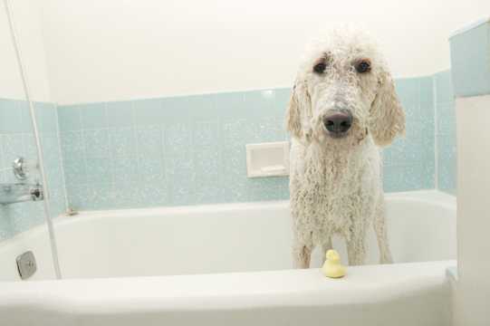 浴池里的贵宾犬