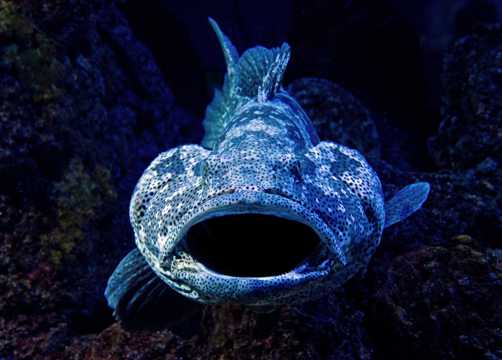水生动物腔棘鱼图片