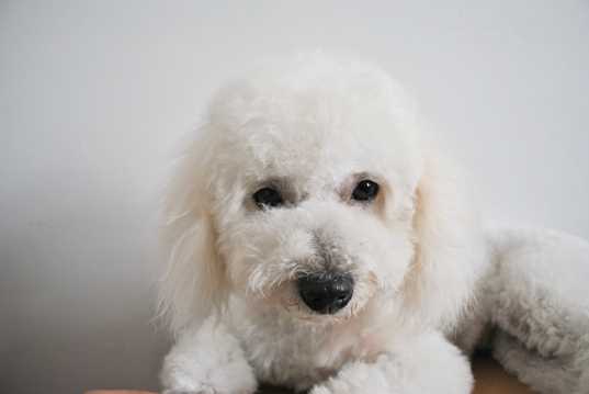 可爱的白色贵宾犬