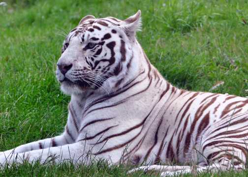 趴在草地上的白虎