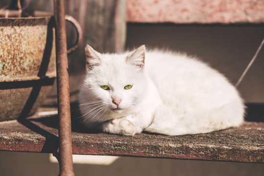 可爱的土耳其安哥拉猫