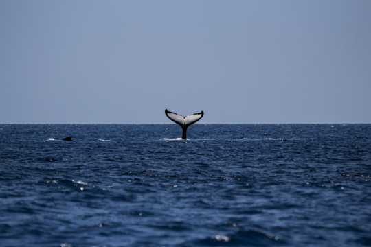 体型浩瀚的鲸鱼图片