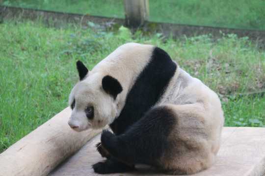 可人大熊猫高清图片