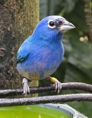 蓝色尖嘴鸟图片