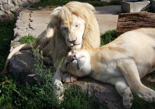 两只白狮子