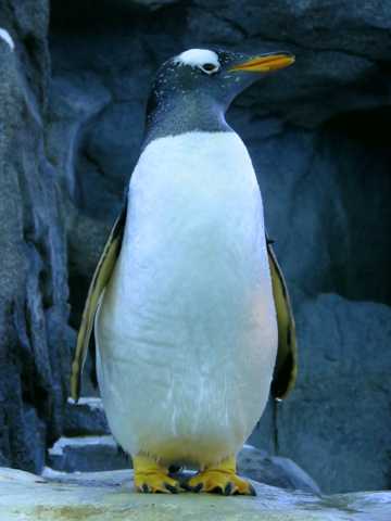 站立的金图企鹅