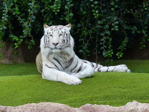 草地上的白色孟加拉虎