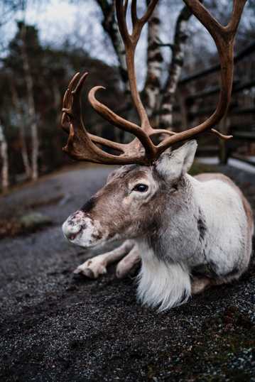 芬兰树林驯鹿图片