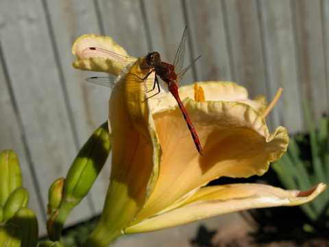 花卉上的薄翅蜻蜓