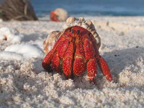 海滩螃蟹图片
