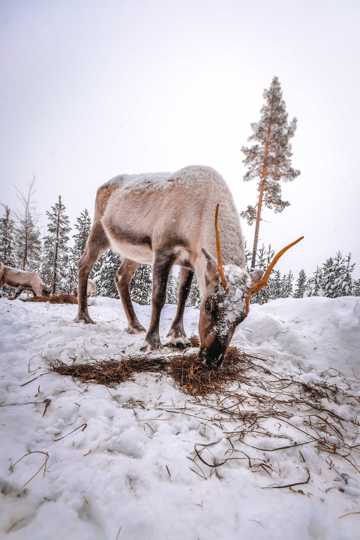 雪地上的驯鹿