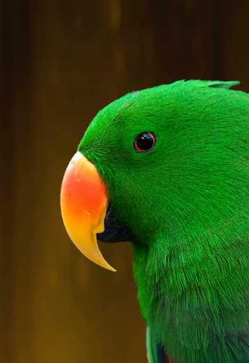 绿色羽毛的鹦鹉