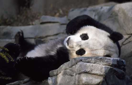 国宝大熊猫高清图片