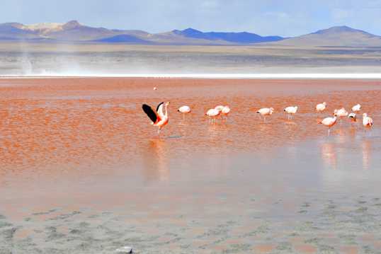 红湖火烈鸟图片