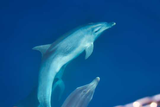 海底可人海豚图片