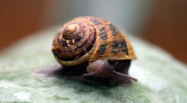 法国蜗牛特写图片