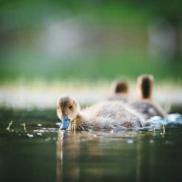 小鸭子在水中游图片