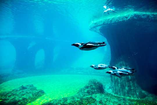 一群企鹅游泳图片