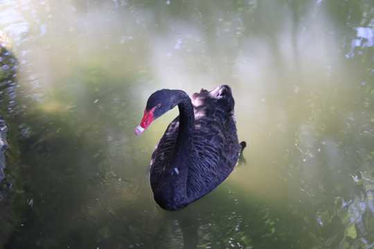 浮水的黑天鹅