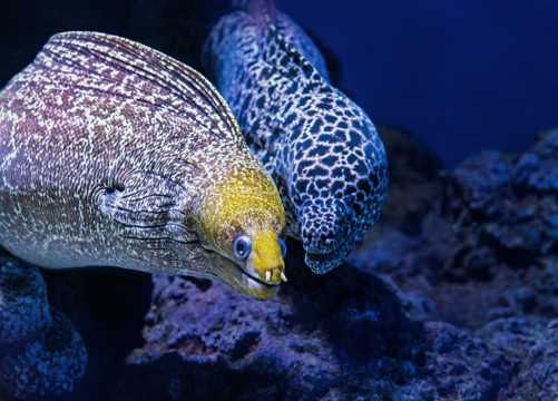 深海里的海鳗