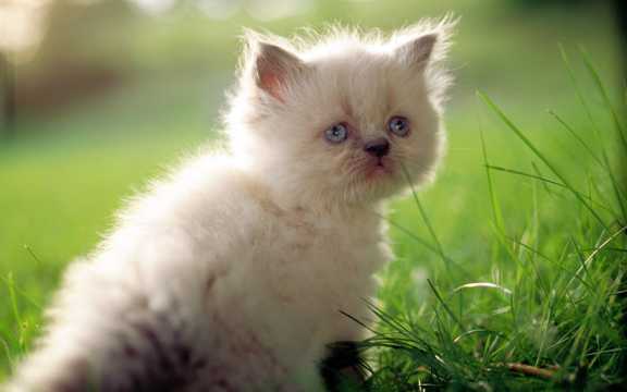 草地上的喜马拉雅猫