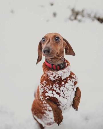 雪地上的腊肠狗
