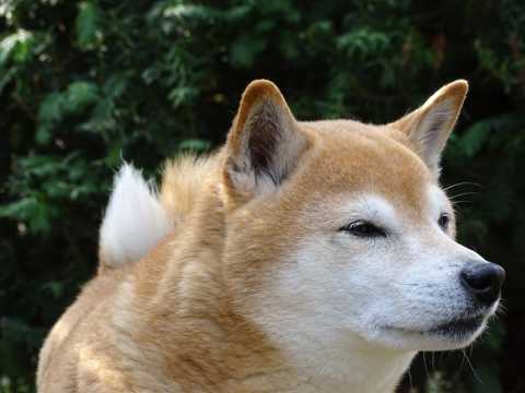 日本柴犬头部特写图片