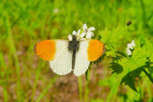 漂亮的橙色蝴蝶
